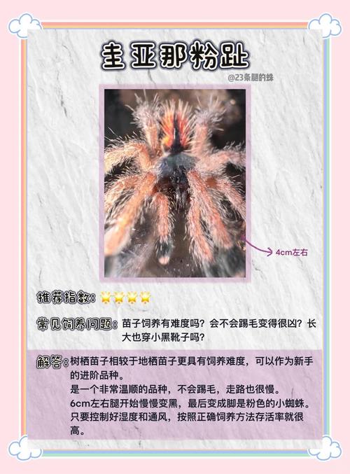 百度蜘蛛爬行记录怎么查？-图2