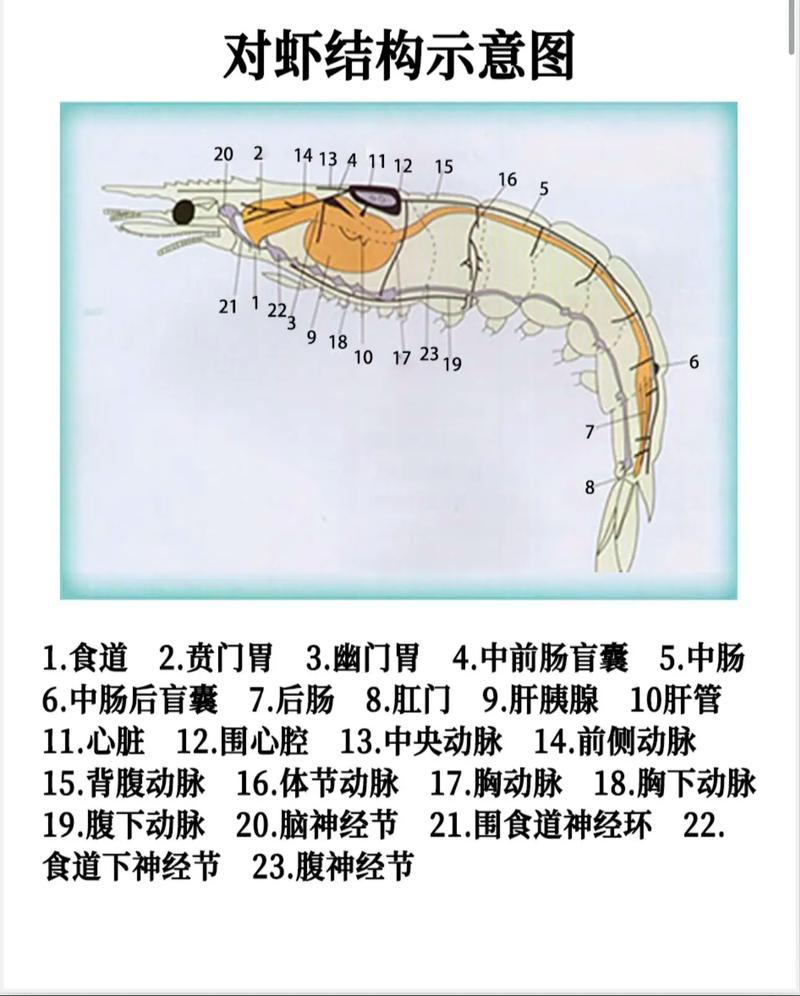 成品南美白对虾暂养有何关键要点?-图2 成品南美白对虾暂养有何关键要点?-图2