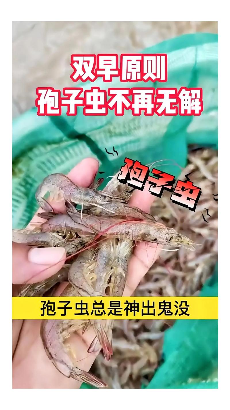 成品南美白对虾暂养有何关键要点?-图3 成品南美白对虾暂养有何关键要点?-图3