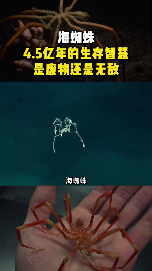 海蜘蛛招聘具体岗位要求及薪资待遇是什么?-图3 海蜘蛛招聘具体岗位要求及薪资待遇是什么?-图3