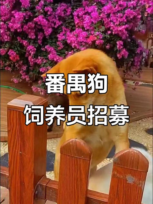 狗狗专车招聘,啥要求?待遇咋样?-图2 狗狗专车招聘,啥要求?待遇咋样?-图2