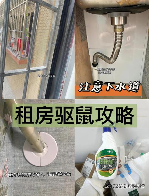 天花板老鼠怎么彻底除掉？-图2