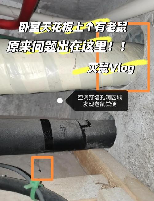 天花板老鼠怎么彻底除掉？-图3