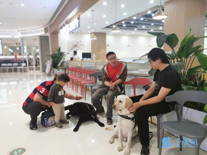 导盲犬培训招聘，需要什么条件？-图1