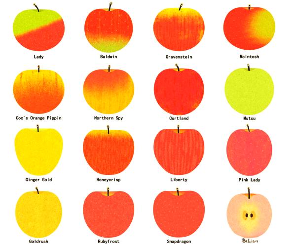 苹果的英文apple如何正确划分音节？-图3
