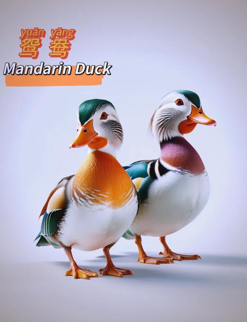 Mandarina Duck招聘,有哪些岗位要求?-图1 Mandarina Duck招聘,有哪些岗位要求?-图1