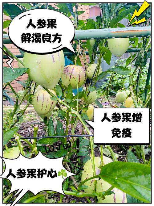 人参果如何救活?关键在哪?-图1 人参果如何救活?关键在哪?-图1