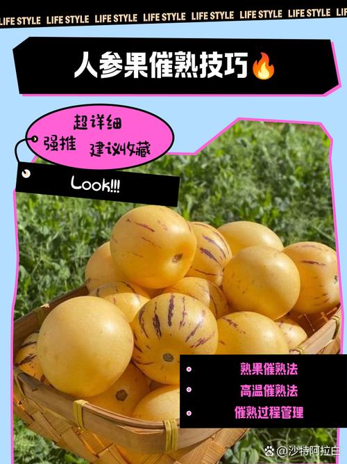 人参果如何救活？关键在哪？-图3