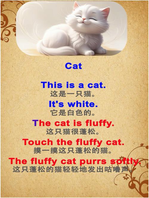 猫条英语怎么说?-图2 猫条英语怎么说?-图2