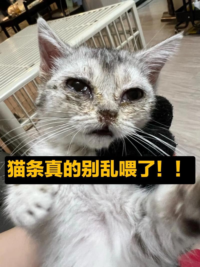 猫条英语怎么说?-图1 猫条英语怎么说?-图1