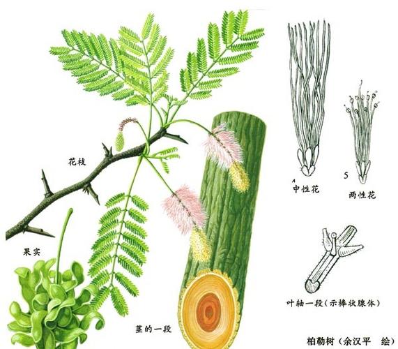 树儿茶招聘什么岗位?要求多少薪资?-图3 树儿茶招聘什么岗位?要求多少薪资?-图3