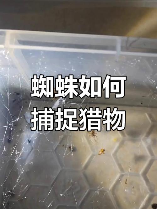 如何有效避免蜘蛛陷阱?-图3 如何有效避免蜘蛛陷阱?-图3