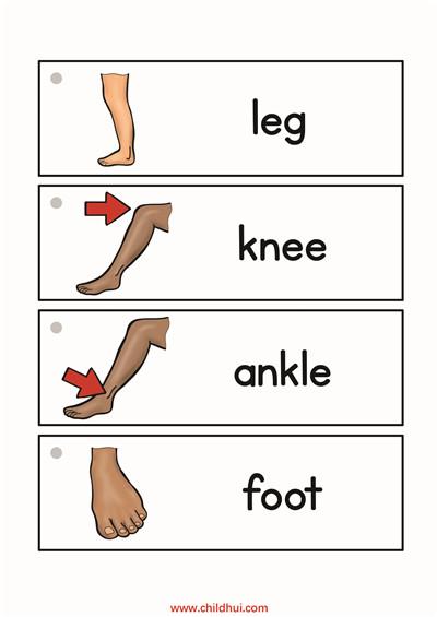 孩子如何记住腿对应英文leg？-图2