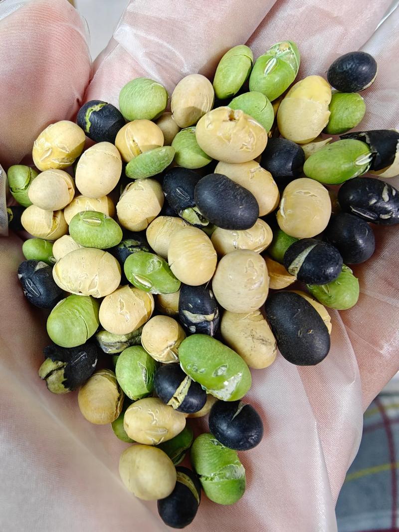 瓜子毛豆为何招聘？-图1