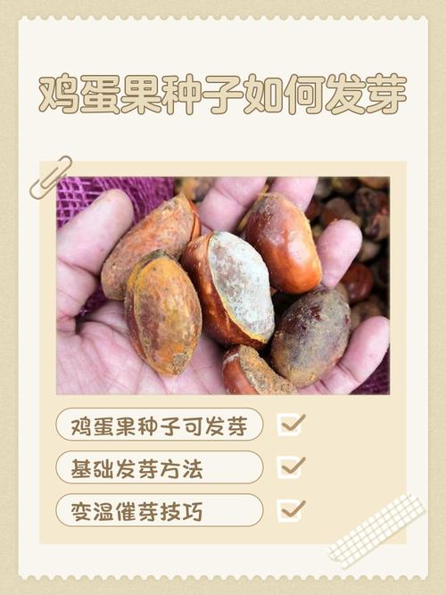 阳台种鸡蛋果，盆小苗壮咋办？-图1
