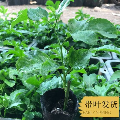 阳台种鸡蛋果，盆小苗壮咋办？-图3