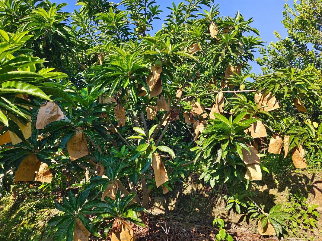 阳台种鸡蛋果，盆小苗壮咋办？-图2