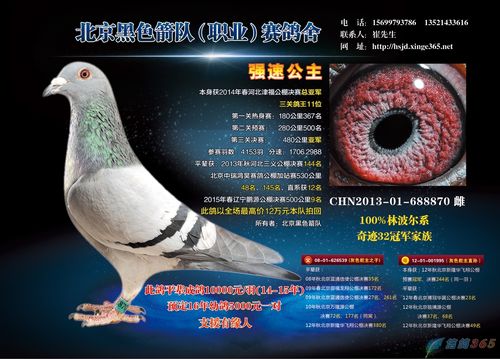 信鸽学院招聘,什么岗位?要求多少?-图3 信鸽学院招聘,什么岗位?要求多少?-图3