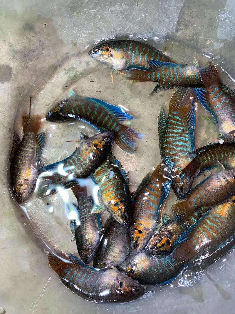 斗鱼2020招聘有何新动向与要求?-图1 斗鱼2020招聘有何新动向与要求?-图1