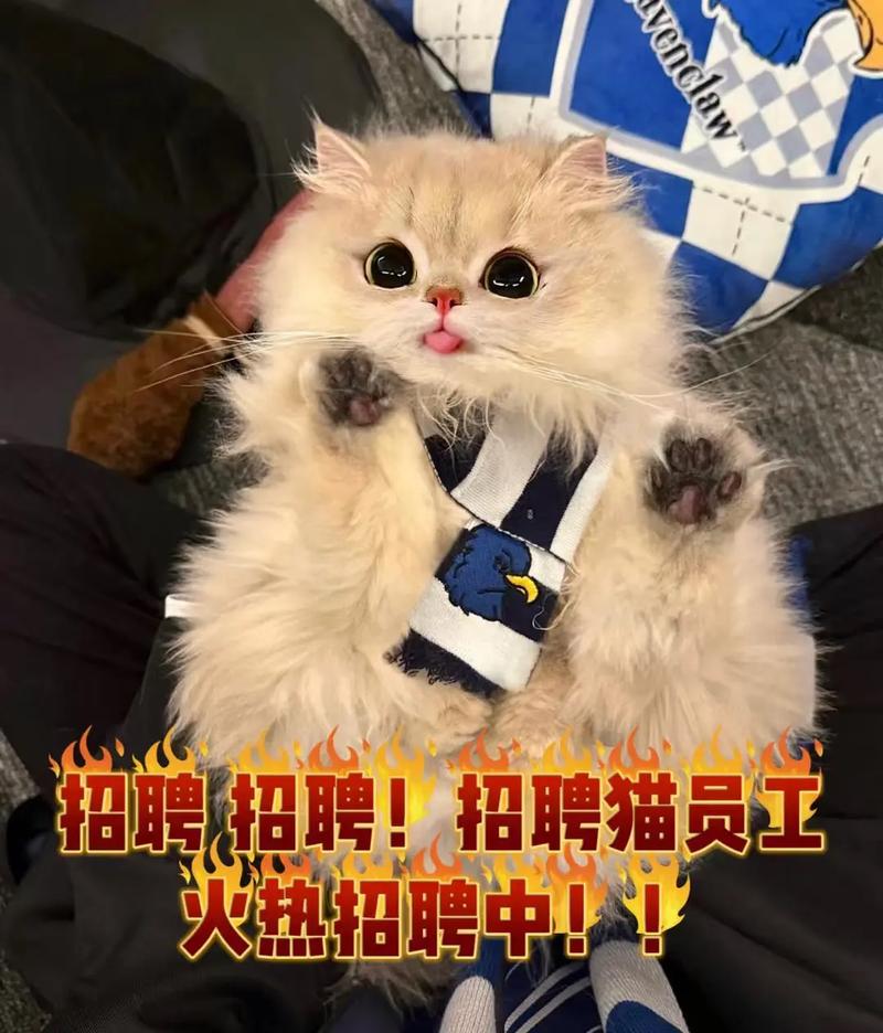 惠喵招聘是什么？靠谱吗？机会多吗？-图1