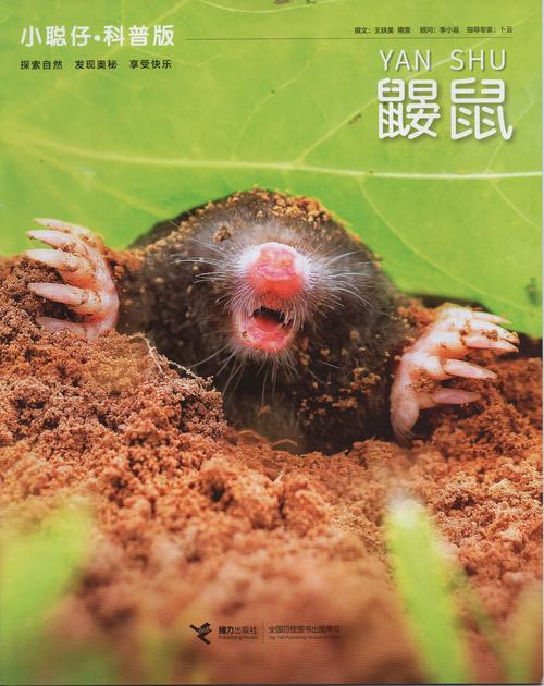 洋鼹鼠招聘?什么岗位这么特别?-图1 洋鼹鼠招聘?什么岗位这么特别?-图1