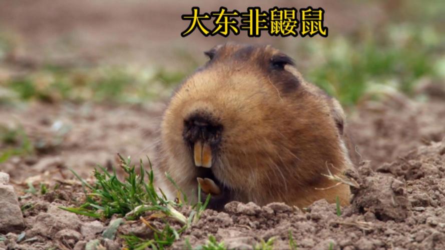 洋鼹鼠招聘?什么岗位这么特别?-图2 洋鼹鼠招聘?什么岗位这么特别?-图2