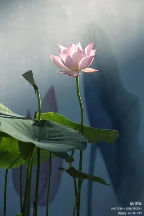 织梦如何实现手机端自动跳转？-图3