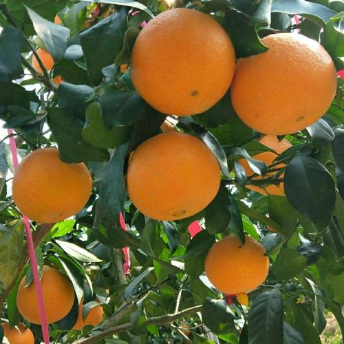 红美人柑橘今年价格走势如何？-图1