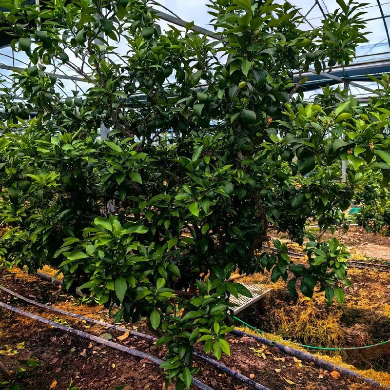 红美人柑橘今年价格走势如何？-图3