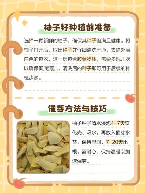 柚子为何总从底部裂开?-图3 柚子为何总从底部裂开?-图3