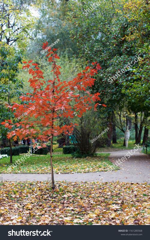 Maple Tree招聘,有哪些岗位要求?-图2 Maple Tree招聘,有哪些岗位要求?-图2