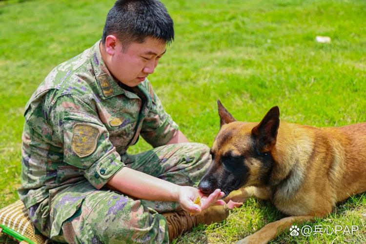 军犬舆情招聘,是招训犬还是训犬师?-图1 军犬舆情招聘,是招训犬还是训犬师?-图1
