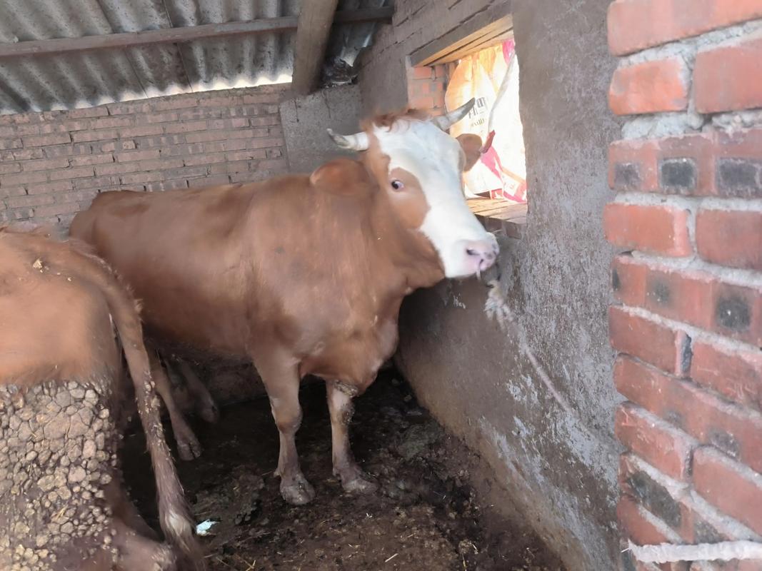 小母牛招聘什么岗位？要求有哪些？-图1