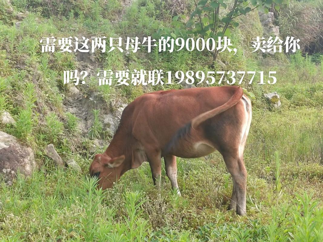 小母牛招聘什么岗位？要求有哪些？-图2