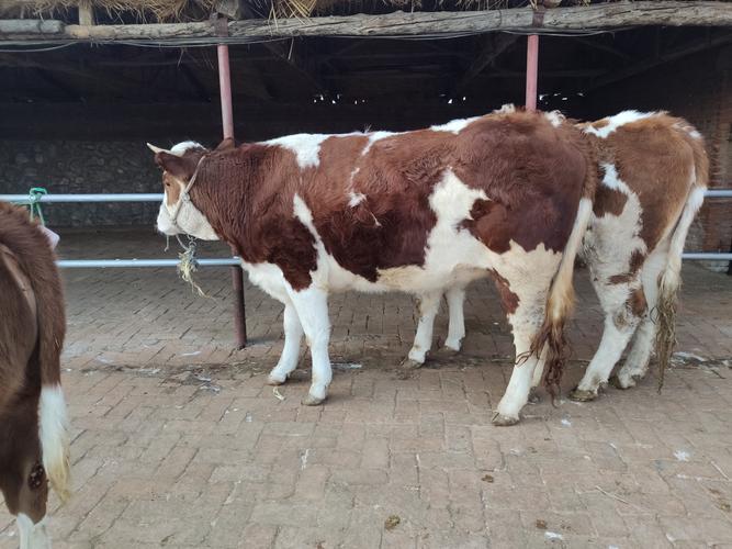 小母牛招聘什么岗位？要求有哪些？-图3