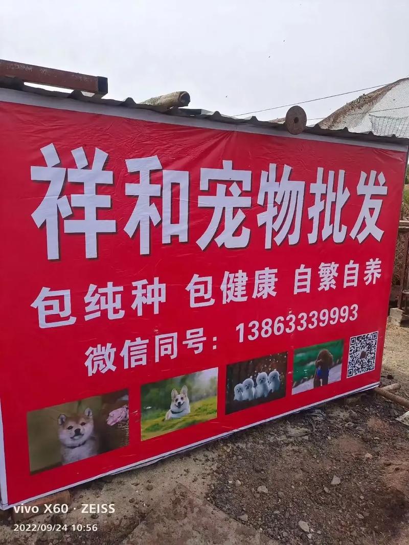 招聘狗招聘真的免费吗？-图1