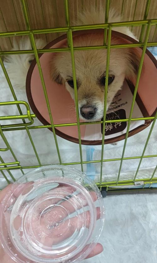 狗狗的可怜怎么写才真实动人？-图2