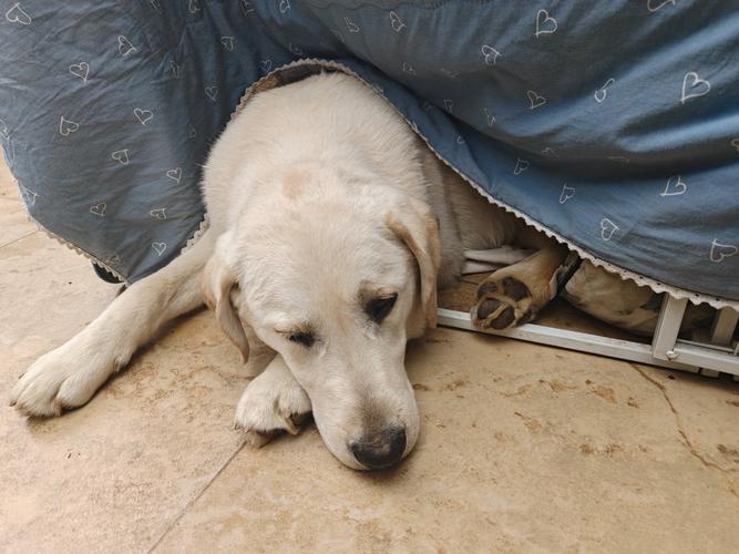 狗狗的可怜怎么写才真实动人？-图3