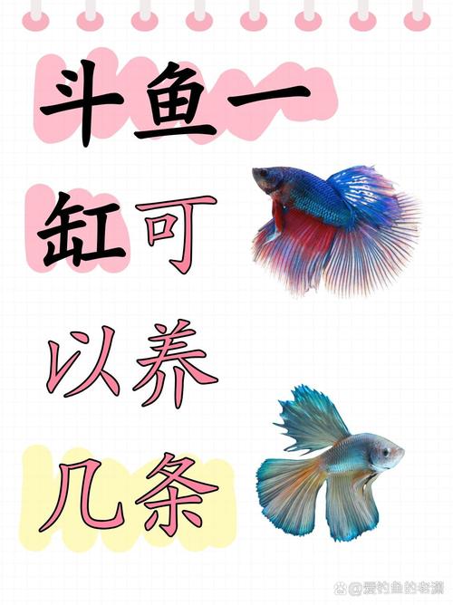 斗鱼招聘有何新动向或岗位需求?-图2 斗鱼招聘有何新动向或岗位需求?-图2