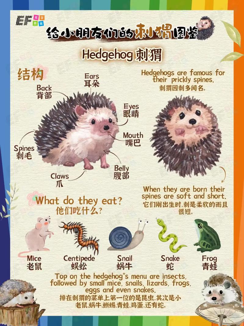 刺猬英文单词怎么记？-图1