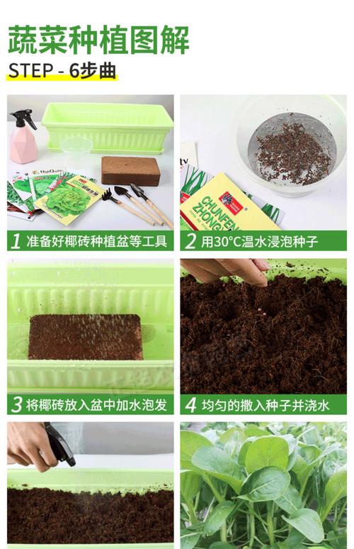 蔬菜种子提纯有何关键步骤？-图2