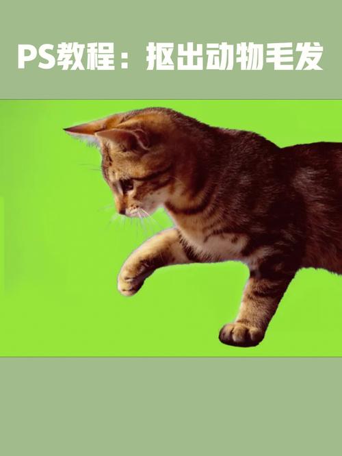 PS如何精准抠毛发与复杂背景?-图1 PS如何精准抠毛发与复杂背景?-图1