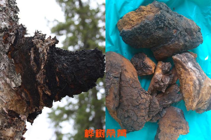 香港勃龙真假怎么辨？-图2