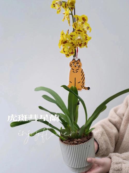 Injoyflower招聘什么岗位?要求有哪些?-图2 Injoyflower招聘什么岗位?要求有哪些?-图2