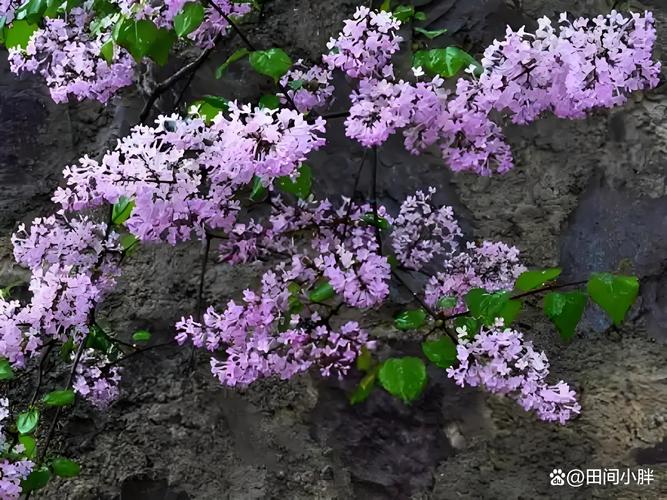 盆栽紫丁香怎么种才能活得好?-图1 盆栽紫丁香怎么种才能活得好?-图1