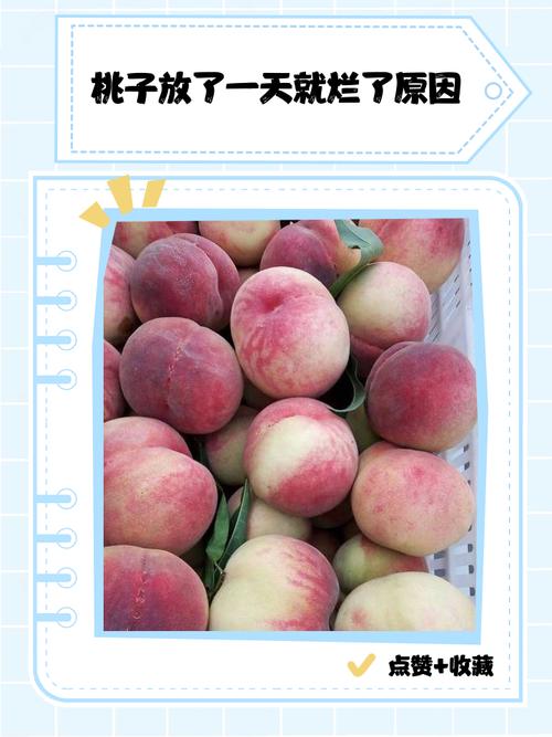 桃子变质怎么判断?看闻摸有啥窍门?-图3 桃子变质怎么判断?看闻摸有啥窍门?-图3