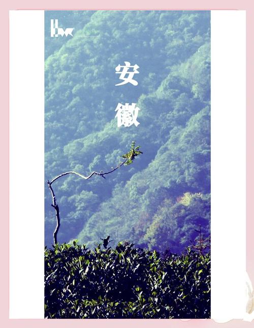 安徽茶叶学会网站建设有何意义？-图2