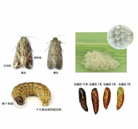 米娥子怎么彻底杀灭?-图2 米娥子怎么彻底杀灭?-图2