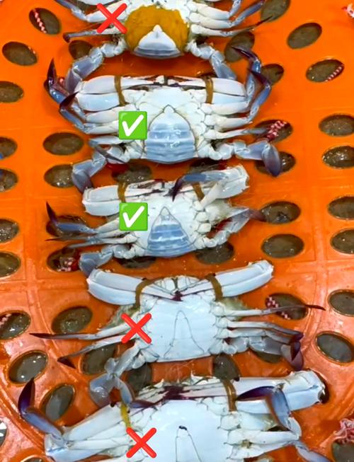 淘宝买大闸蟹怎么挑?看这几点避坑,教你选到鲜活肥美的大闸蟹!-图2 淘宝买大闸蟹怎么挑?看这几点避坑,教你选到鲜活肥美的大闸蟹!-图2