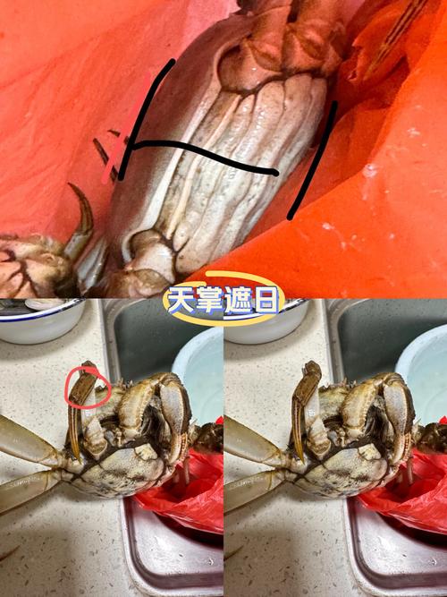 淘宝买大闸蟹怎么挑?看这几点避坑,教你选到鲜活肥美的大闸蟹!-图1 淘宝买大闸蟹怎么挑?看这几点避坑,教你选到鲜活肥美的大闸蟹!-图1